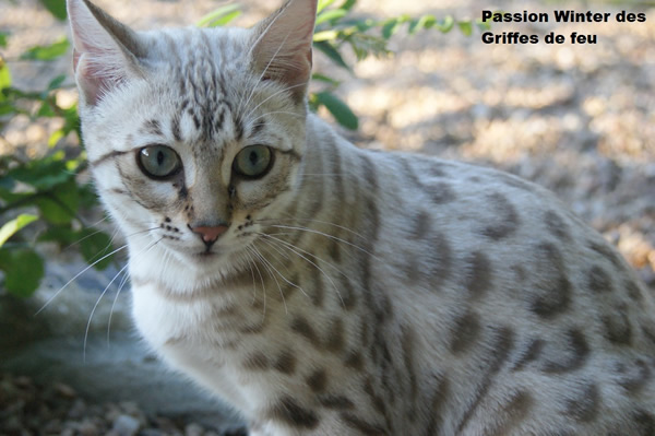 femelle brown spotted